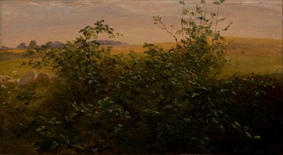 Hedge with blackberry by Carlo Dalgas